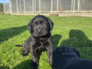 Ftch sired Labrador puppies